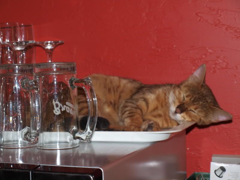 pets022.jpg