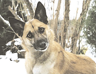 QuizzicalDog.gif