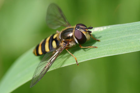 Hoverfly.jpg