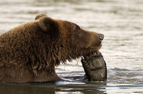 coastal-brown-bear-thinking.jpg