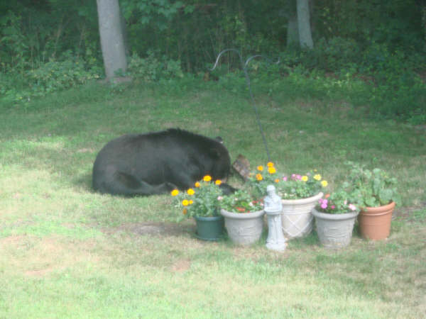 bear2.jpg