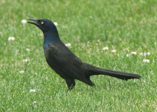 Bird%20in%20vent%20grackle.jpg