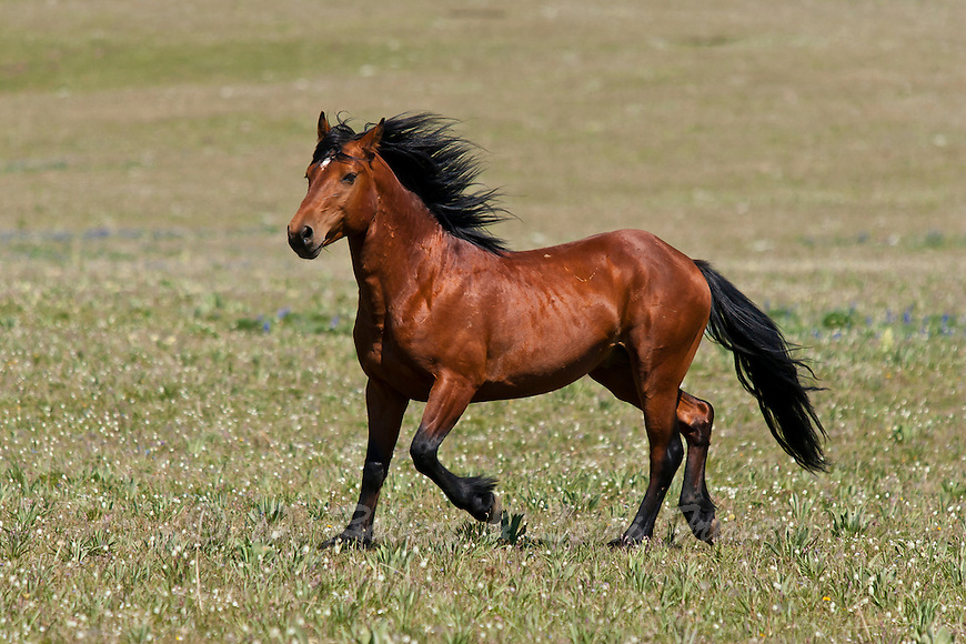 wild-horse-mustang-Mwhrs5100.jpg