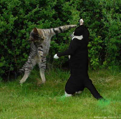 fighting-evil-cats.jpg