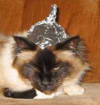 cat-in-tin-foil-hat.jpg