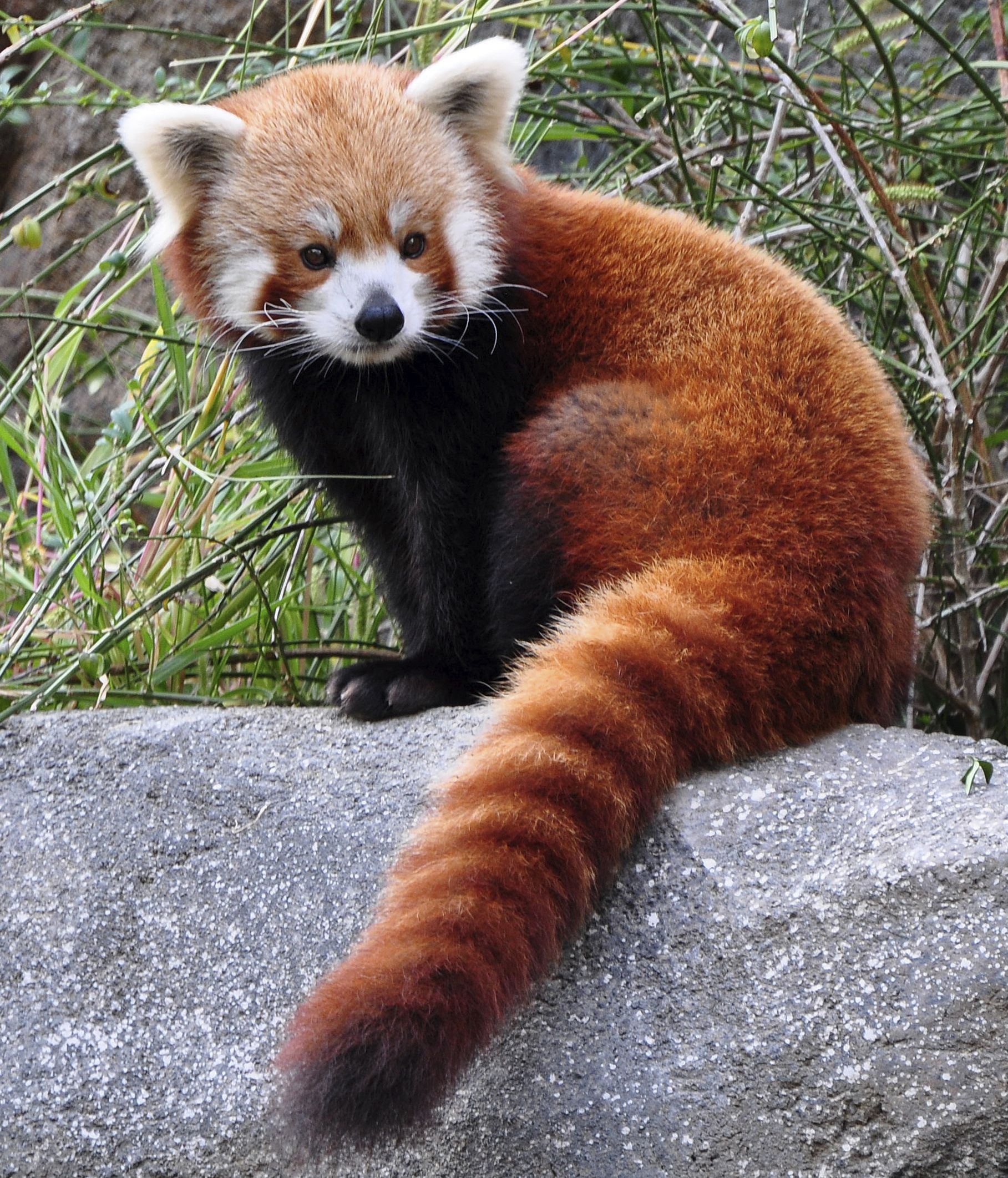 Red-Panda-Outside.jpg
