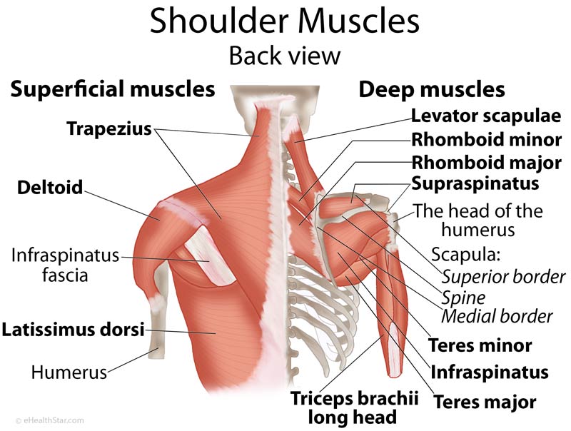 Shoulder-muscles.jpg